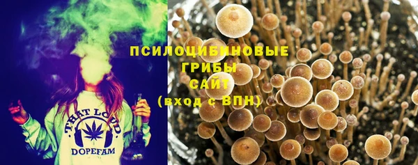 прущие грибы Кукмор